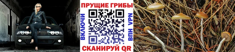 Галлюциногенные грибы Psilocybine cubensis  блэк спрут онион  Рассказово  купить  