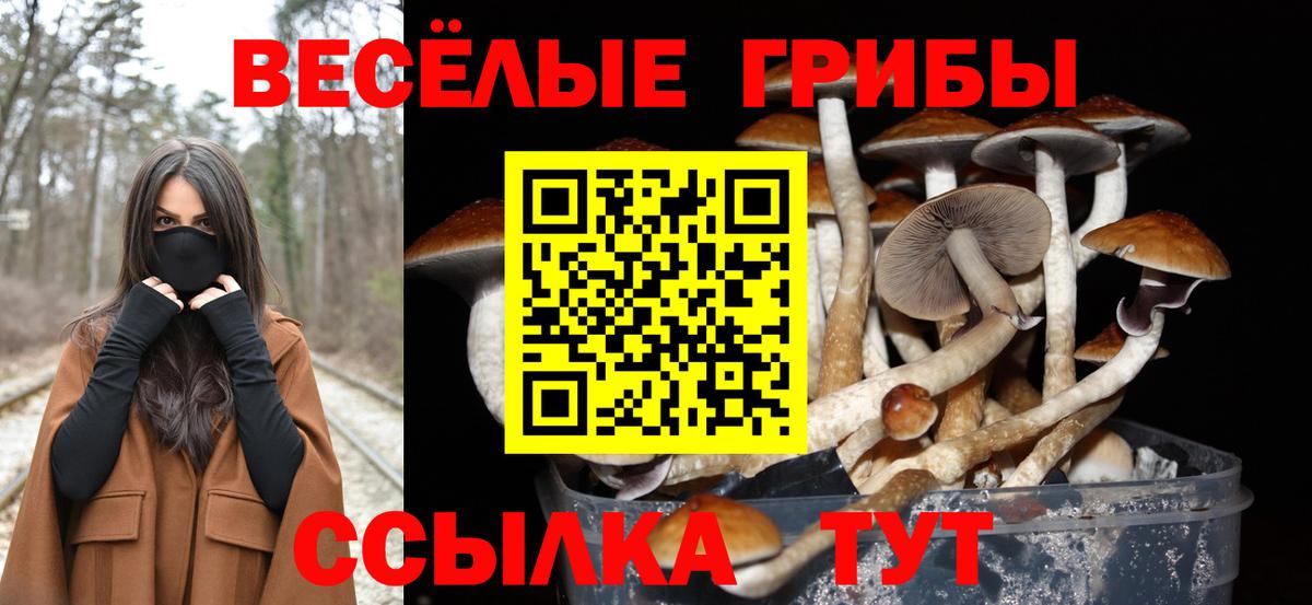 как найти закладки  Псилоцибиновые грибы Psilocybine cubensis  Вход с VPN  Галлюциногенные грибы мицелий  Рассказово 